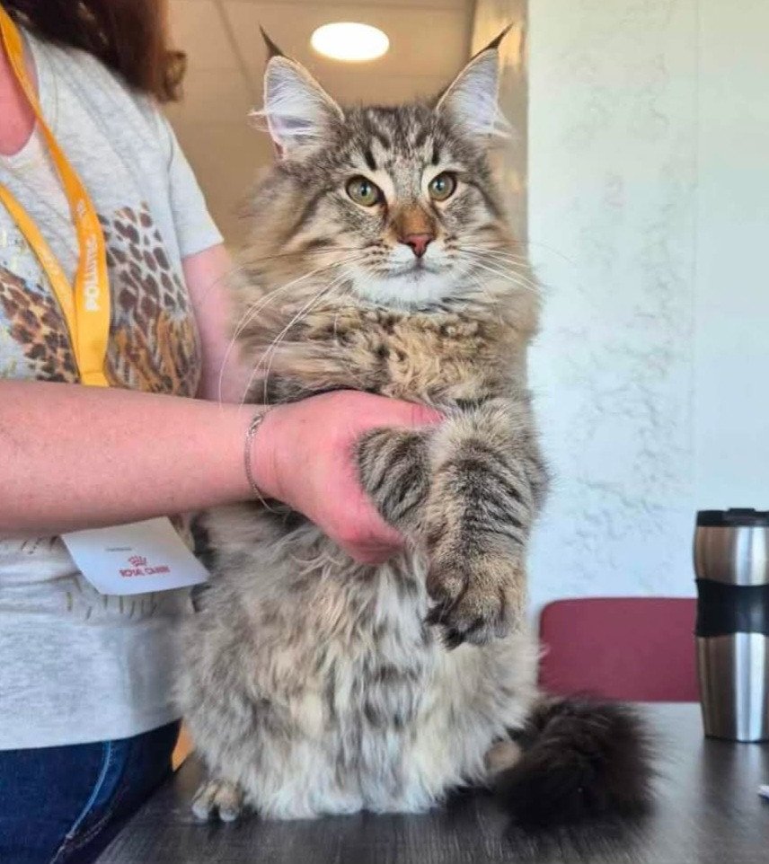 chat Norvégien brown mackerel tabby Umbrella Chatterie Des Petits Vikings