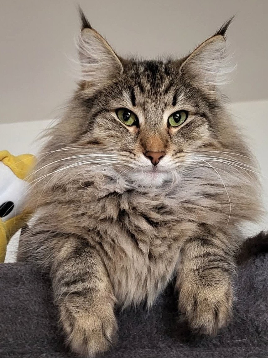 chat Norvégien brown mackerel tabby Umbrella Chatterie Des Petits Vikings