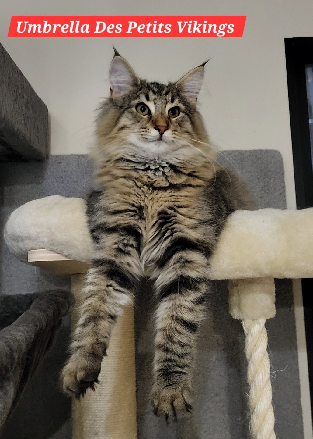 chaton Norvégien brown mackerel tabby Umbrella Des Petits Vikings Chatterie Des Petits Vikings