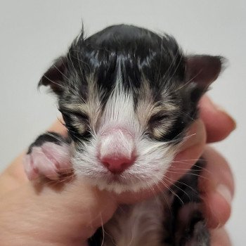 chaton Norvégien brown mackerel tabby & blanc Chatterie Des Petits Vikings chaton Norvégien brown mackerel tabby & blanc Chatterie Des Petits Vikings