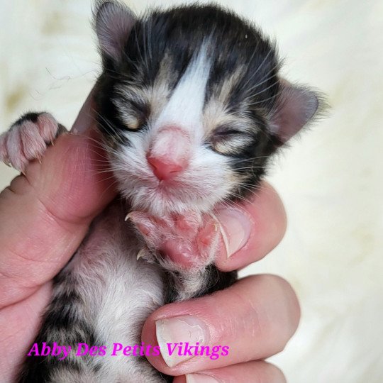 Abby Des Petits Vikings Des Petits Vikings Femelle Norvégien