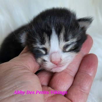 chaton Norvégien brown mackerel tabby & blanc Abby Des Petits Vikings Chatterie Des Petits Vikings