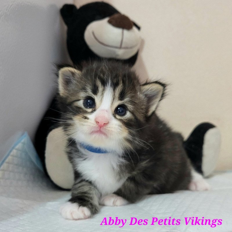 Abby Des Petits Vikings Femelle Norvégien