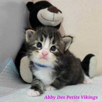 chaton Norvégien brown mackerel tabby & blanc Abby Chatterie Des Petits Vikings