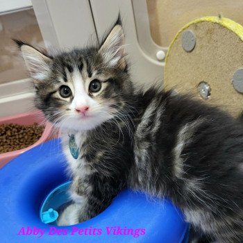 chaton Norvégien brown mackerel tabby & blanc Abby Chatterie Des Petits Vikings