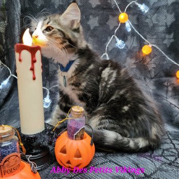 chaton Norvégien brown blotched tabby & blanc Abby Chatterie Des Petits Vikings chaton Norvégien brown blotched tabby & blanc Abby Chatterie Des Petits Vikings