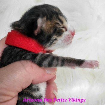 chaton Norvégien Arizona Des Petits Vikings Chatterie Des Petits Vikings chaton Norvégien Arizona Des Petits Vikings Chatterie Des Petits Vikings