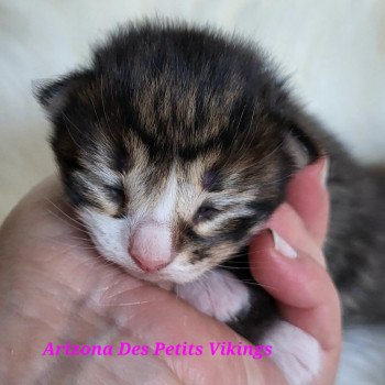 chaton Norvégien Arizona Des Petits Vikings Chatterie Des Petits Vikings
