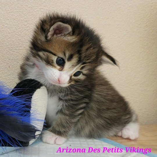 Arizona Des Petits Vikings Femelle Norvégien