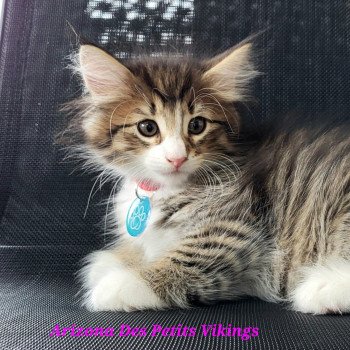 chaton Norvégien brown mackerel tabby & blanc Arizona Chatterie Des Petits Vikings chaton Norvégien brown mackerel tabby & blanc Arizona Chatterie Des Petits Vikings