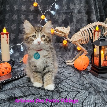chaton Norvégien brown mackerel tabby & blanc Arizona Chatterie Des Petits Vikings chaton Norvégien brown mackerel tabby & blanc Arizona Chatterie Des Petits Vikings