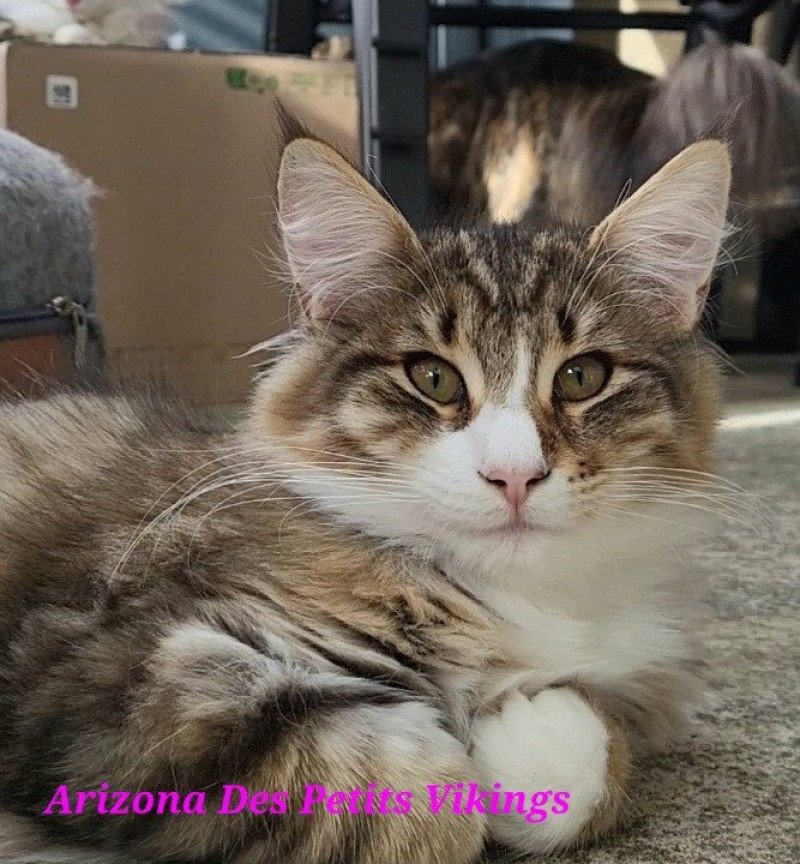 Arizona Des Petits Vikings Femelle Norvégien