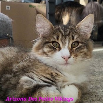 chaton Norvégien brown mackerel tabby & blanc Arizona Chatterie Des Petits Vikings