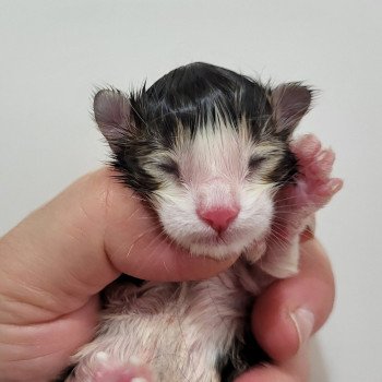 chaton Norvégien Chatterie Des Petits Vikings chaton Norvégien Chatterie Des Petits Vikings