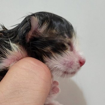 chaton Norvégien Chatterie Des Petits Vikings chaton Norvégien Chatterie Des Petits Vikings