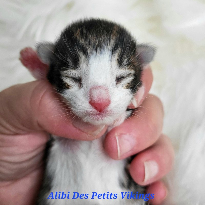 Alibi Des Petits Vikings Des Petits Vikings Mâle Norvégien Alibi Des Petits Vikings Des Petits Vikings Mâle Norvégien