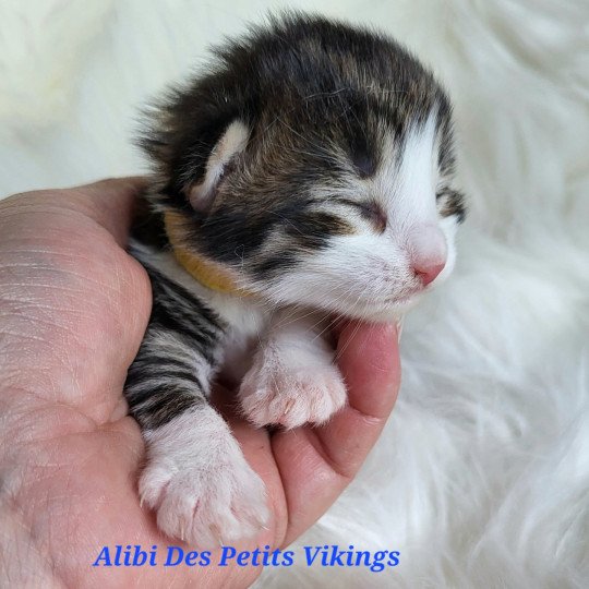 Alibi Des Petits Vikings Mâle Norvégien