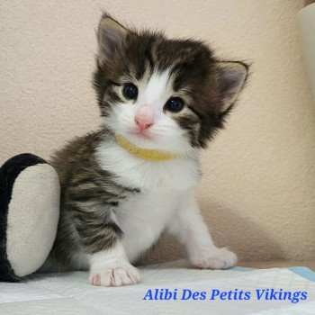 chaton Norvégien Alibi Chatterie Des Petits Vikings chaton Norvégien Alibi Chatterie Des Petits Vikings