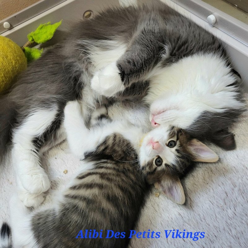 Alibi Des Petits Vikings Mâle Norvégien Alibi Des Petits Vikings Mâle Norvégien