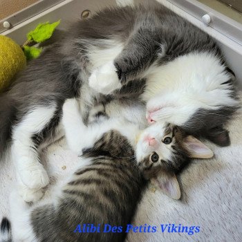 chaton Norvégien Alibi Chatterie Des Petits Vikings chaton Norvégien Alibi Chatterie Des Petits Vikings