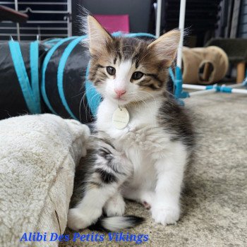 chaton Norvégien brown mackerel tabby & blanc Alibi Chatterie Des Petits Vikings chaton Norvégien brown mackerel tabby & blanc Alibi Chatterie Des Petits Vikings