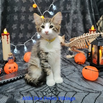chaton Norvégien brown mackerel tabby & blanc Alibi Chatterie Des Petits Vikings chaton Norvégien brown mackerel tabby & blanc Alibi Chatterie Des Petits Vikings