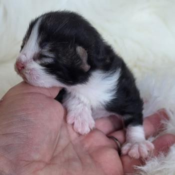 chaton Norvégien Chatterie Des Petits Vikings