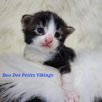 chaton Norvégien Boo Chatterie Des Petits Vikings