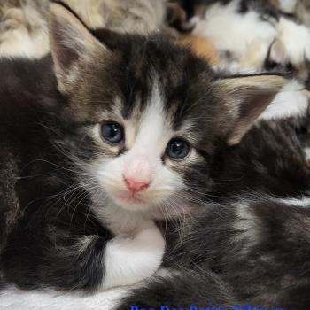 chaton Norvégien Boo Chatterie Des Petits Vikings