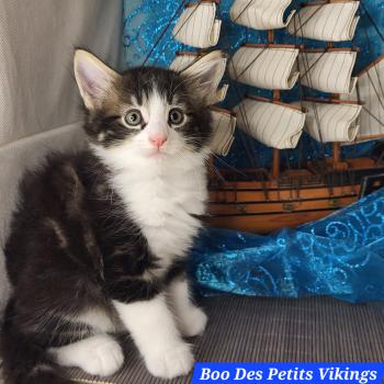 chaton Norvégien brown blotched tabby & blanc Boo Chatterie Des Petits Vikings
