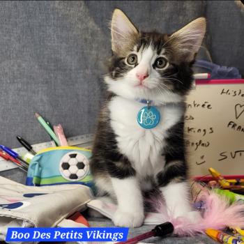chaton Norvégien brown blotched tabby & blanc Boo Chatterie Des Petits Vikings