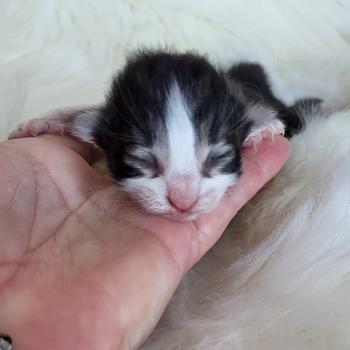 chaton Norvégien Chatterie Des Petits Vikings