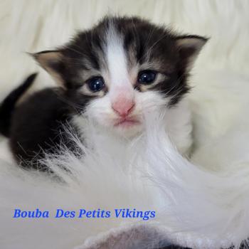 chaton Norvégien Bouba Chatterie Des Petits Vikings
