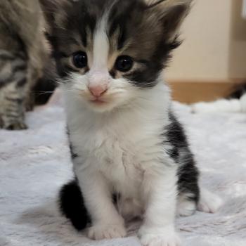 chaton Norvégien Bouba Chatterie Des Petits Vikings