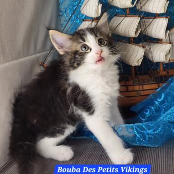 chaton Norvégien brown blotched tabby & blanc Bouba Chatterie Des Petits Vikings