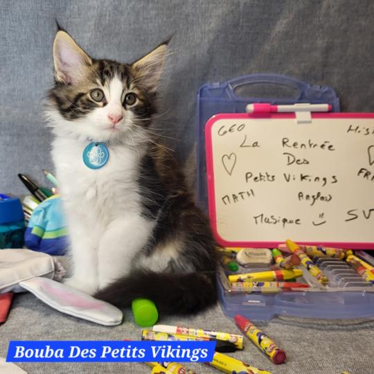 Bouba Des Petits Vikings Mâle Norvégien