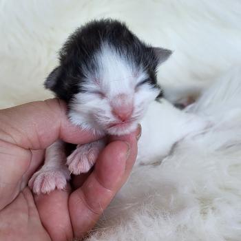 chaton Norvégien Chatterie Des Petits Vikings