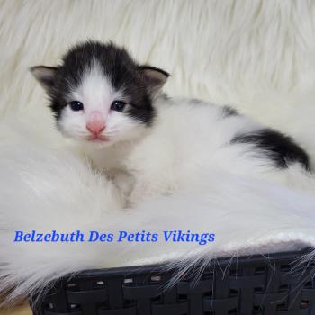 chaton Norvégien Belzebuth Chatterie Des Petits Vikings