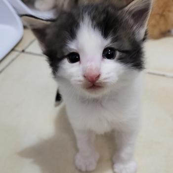 chaton Norvégien Belzebuth Chatterie Des Petits Vikings