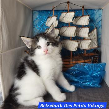 chaton Norvégien black & blanc arlequin Belzebuth Chatterie Des Petits Vikings