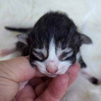 chaton Norvégien Chatterie Des Petits Vikings