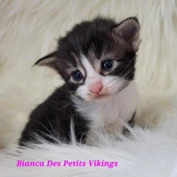 chaton Norvégien Bianca Chatterie Des Petits Vikings