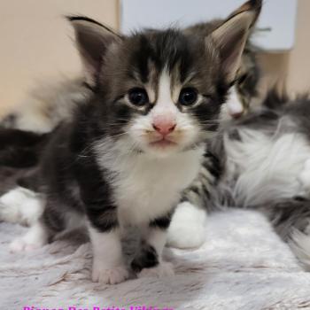 chaton Norvégien Bianca Chatterie Des Petits Vikings