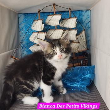 chaton Norvégien brown blotched tabby & blanc Bianca Chatterie Des Petits Vikings