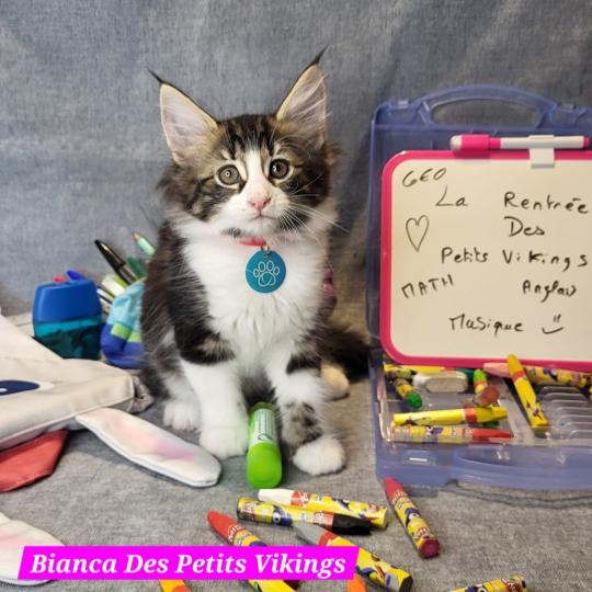 Bianca Des Petits Vikings Femelle Norvégien