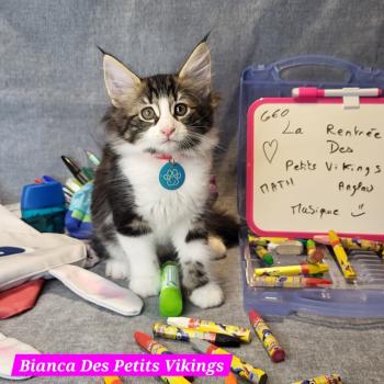chaton Norvégien brown blotched tabby & blanc Bianca Chatterie Des Petits Vikings