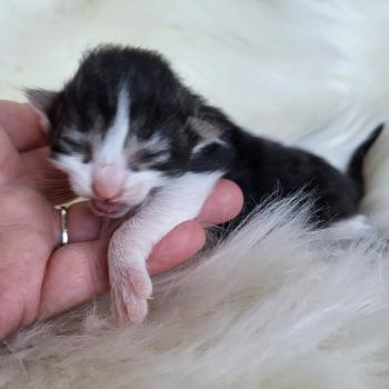 chaton Norvégien Chatterie Des Petits Vikings