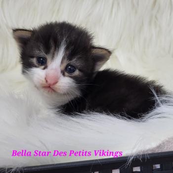 chaton Norvégien Bella Star Chatterie Des Petits Vikings