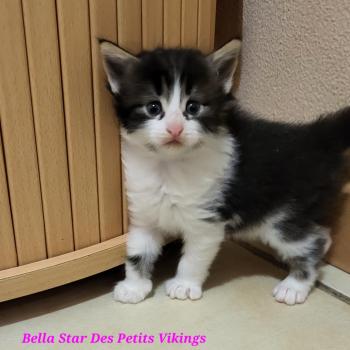chaton Norvégien Bella Star Chatterie Des Petits Vikings
