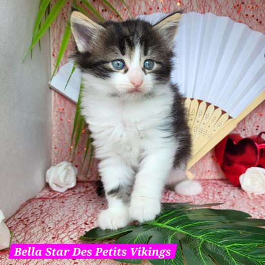 Bella Star Des Petits Vikings Femelle Norvégien